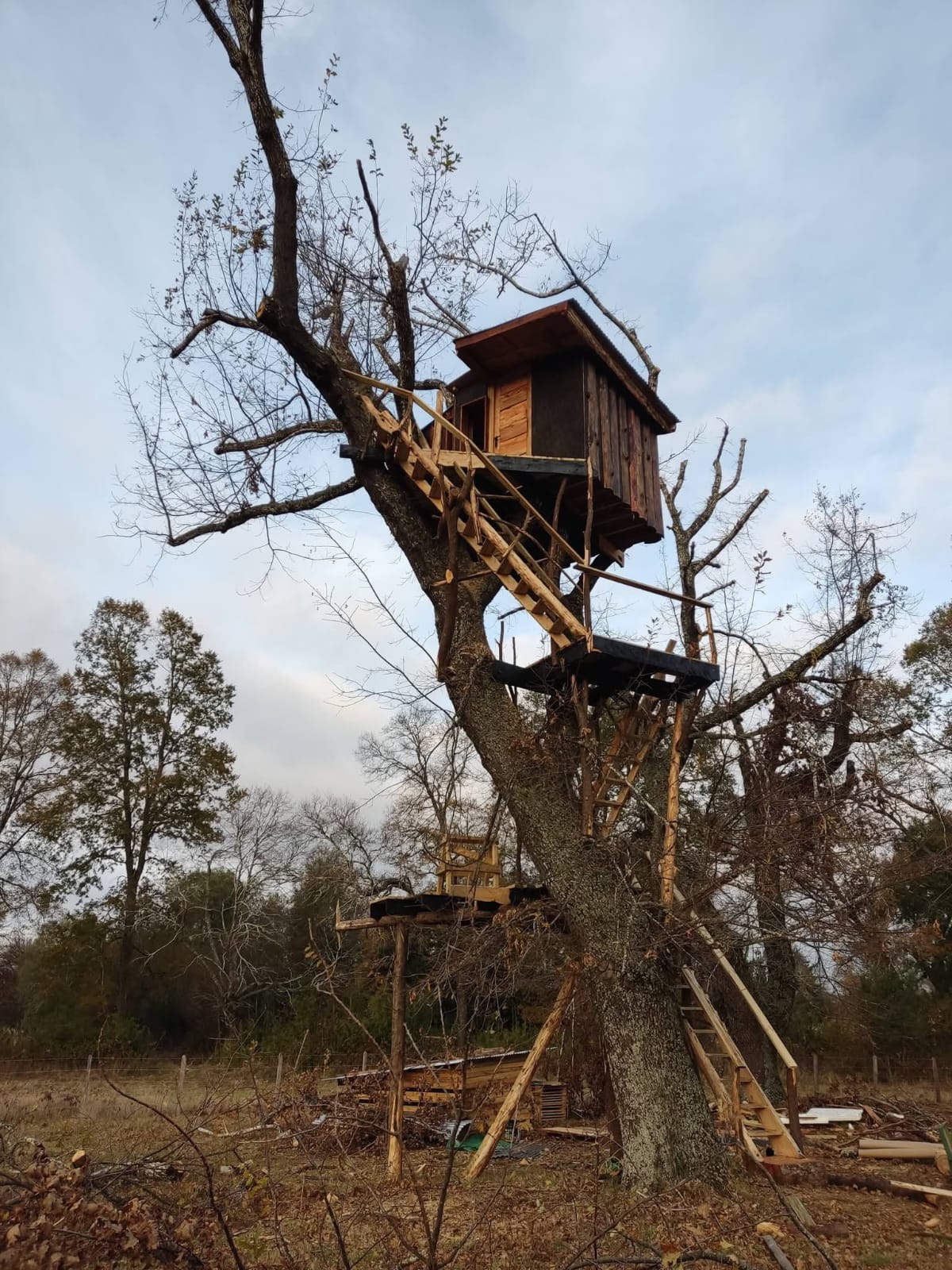 Cabaña árbol en el bosque